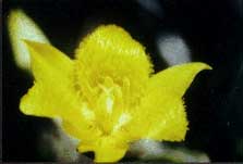 yellowstartulip